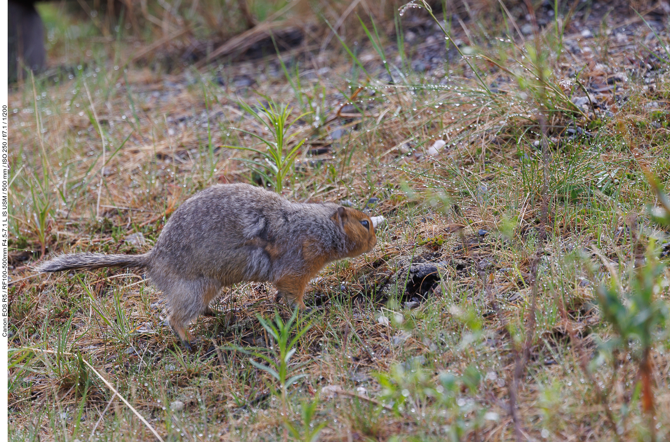 Arktischer Ziesel (Arctic ground squirrel) [Urocitellus parryii]