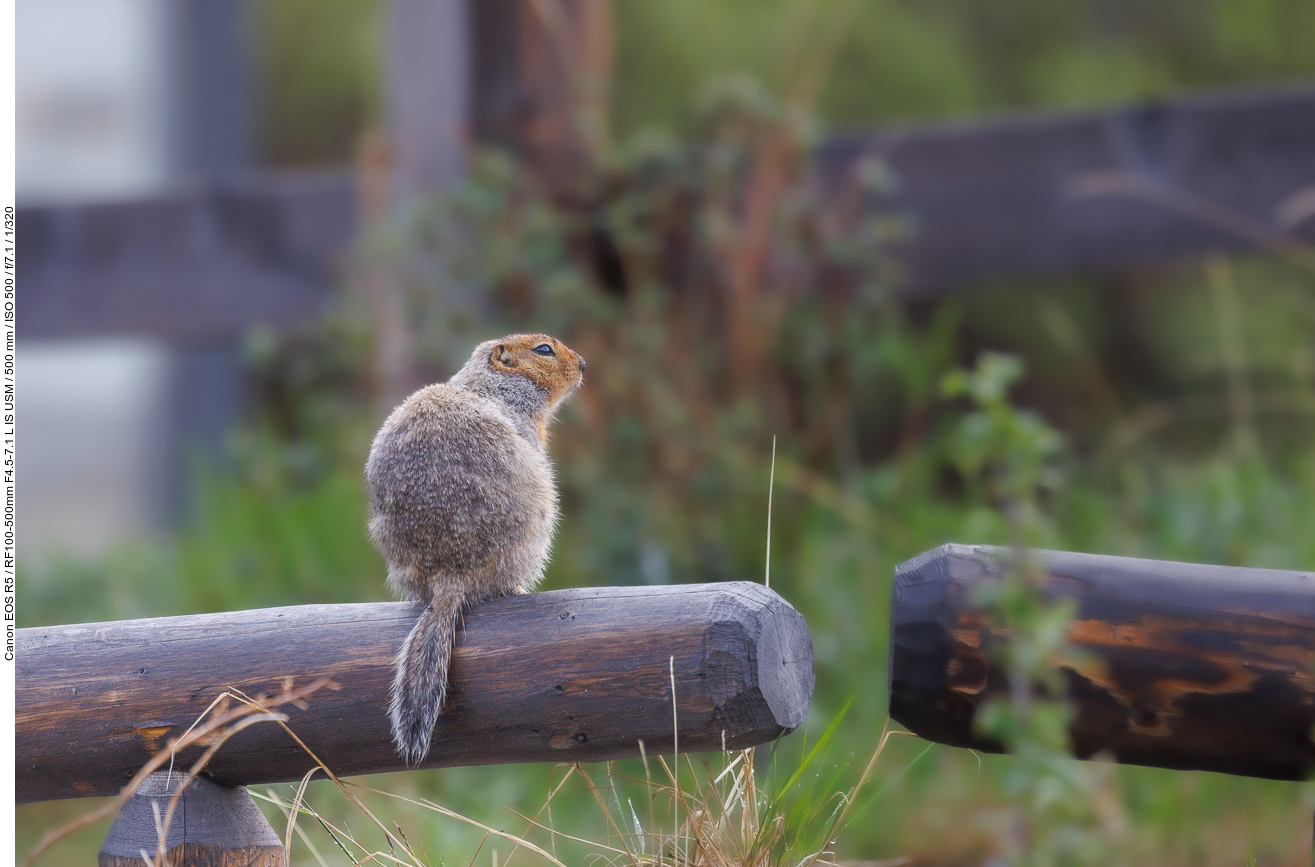 Arktischer Ziesel (Arctic ground squirrel) [Urocitellus parryii]