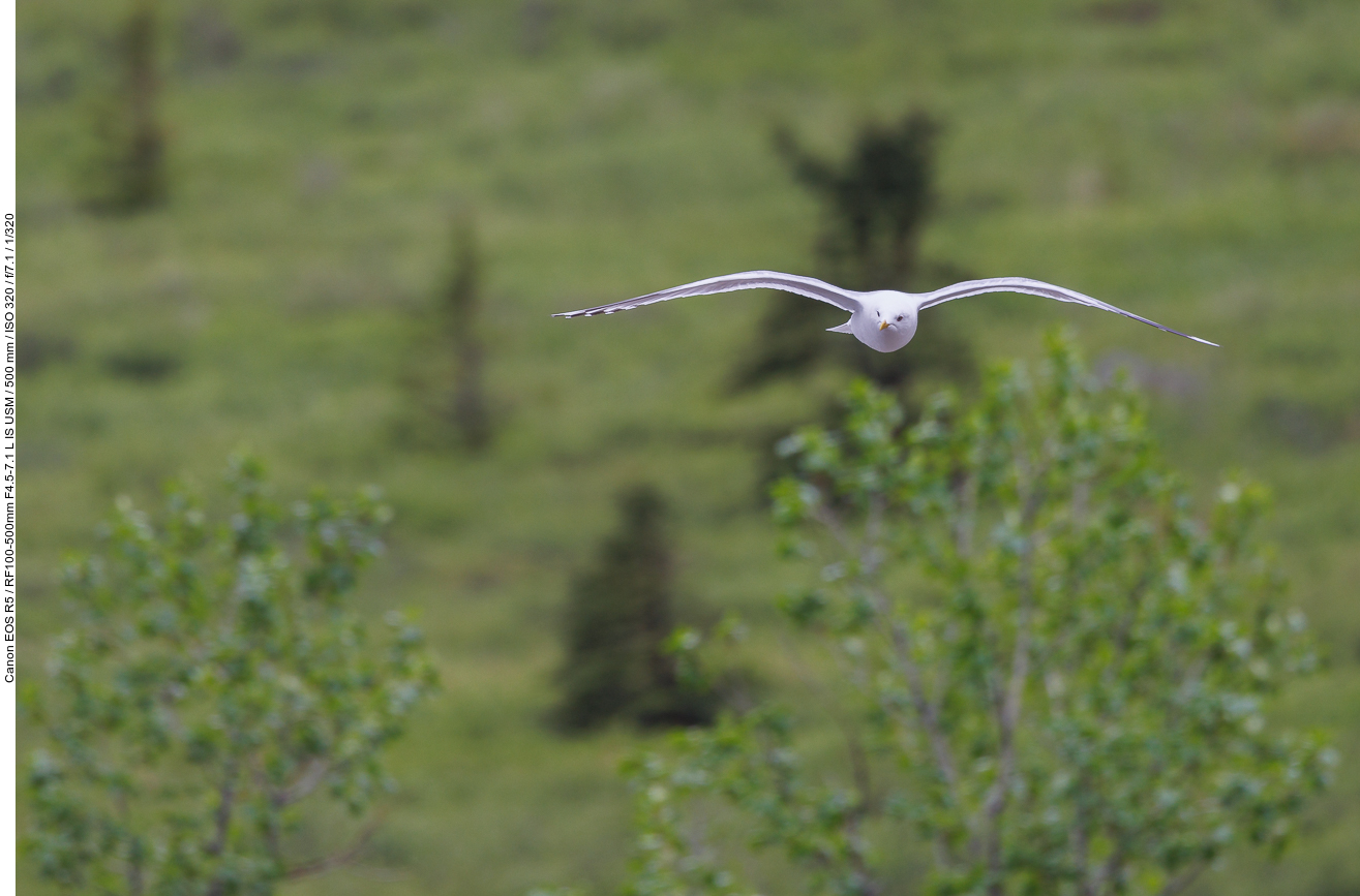 Sturmmöwe im Anflug
