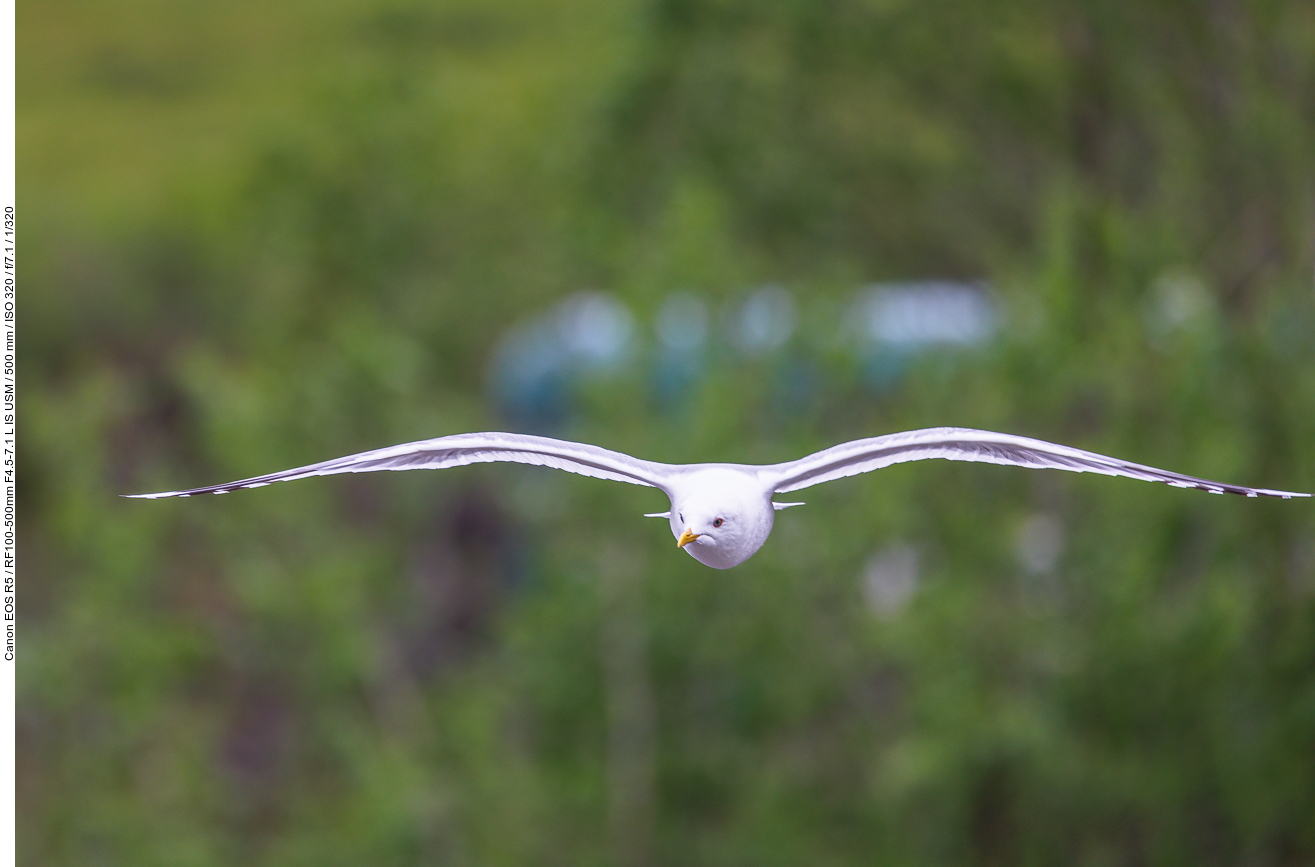 Sturmmöwe im Anflug
