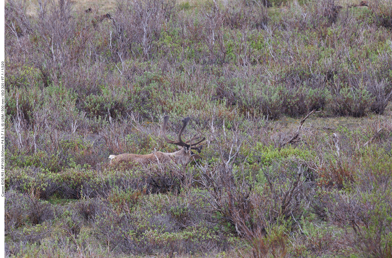 Karibu [Rangifer tarandus]