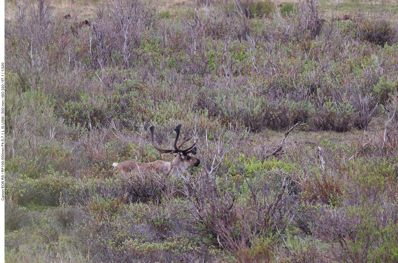 Karibu [Rangifer tarandus]