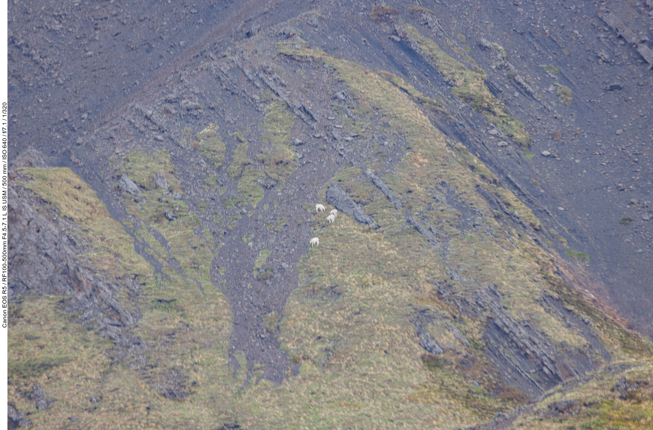 Dall-Schaf oder auch Alaska-Schneeschaf [Ovis dalli], leider viel zu weit weg