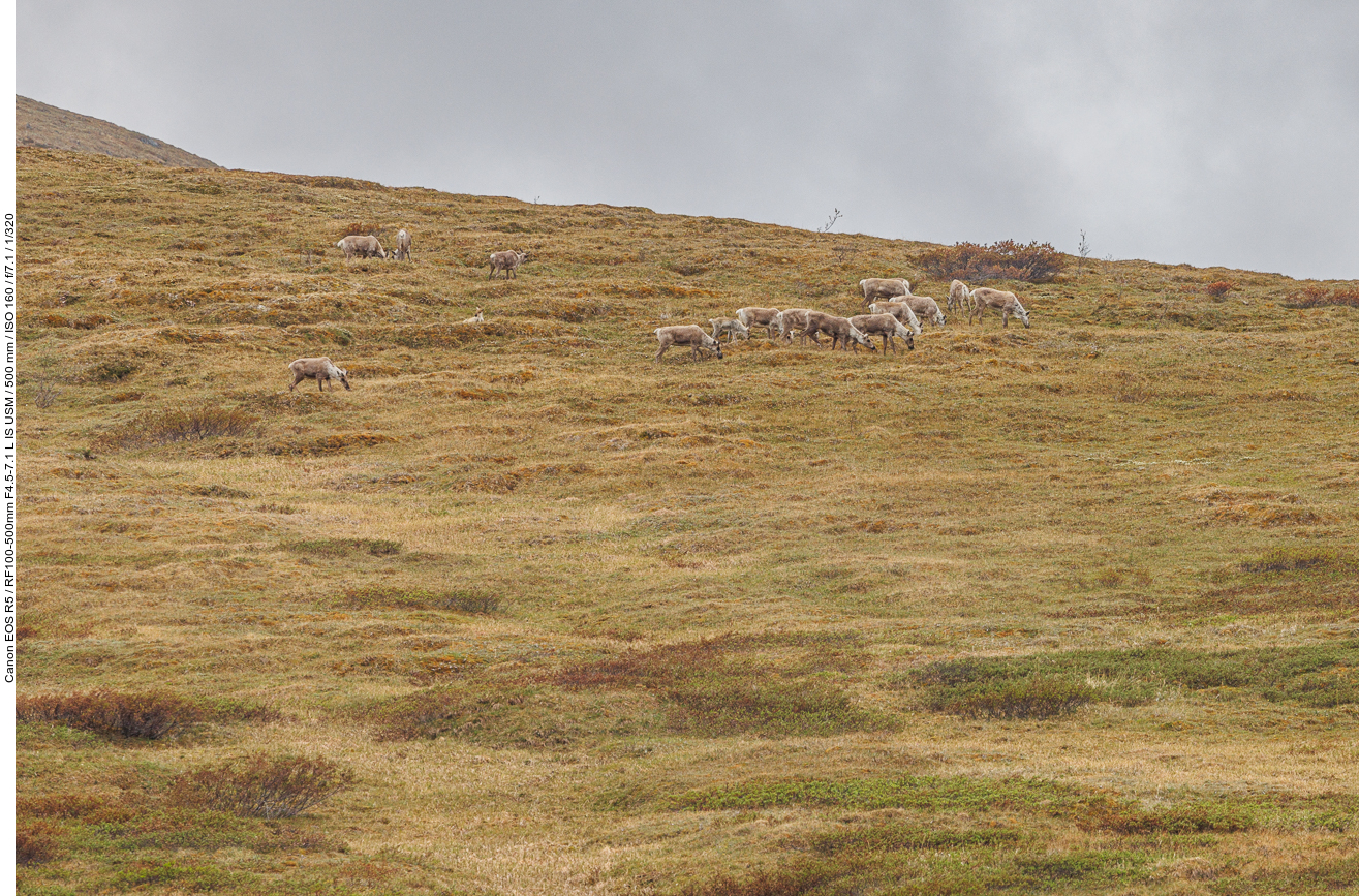 Karibu [Rangifer tarandus], auch zu weit weg