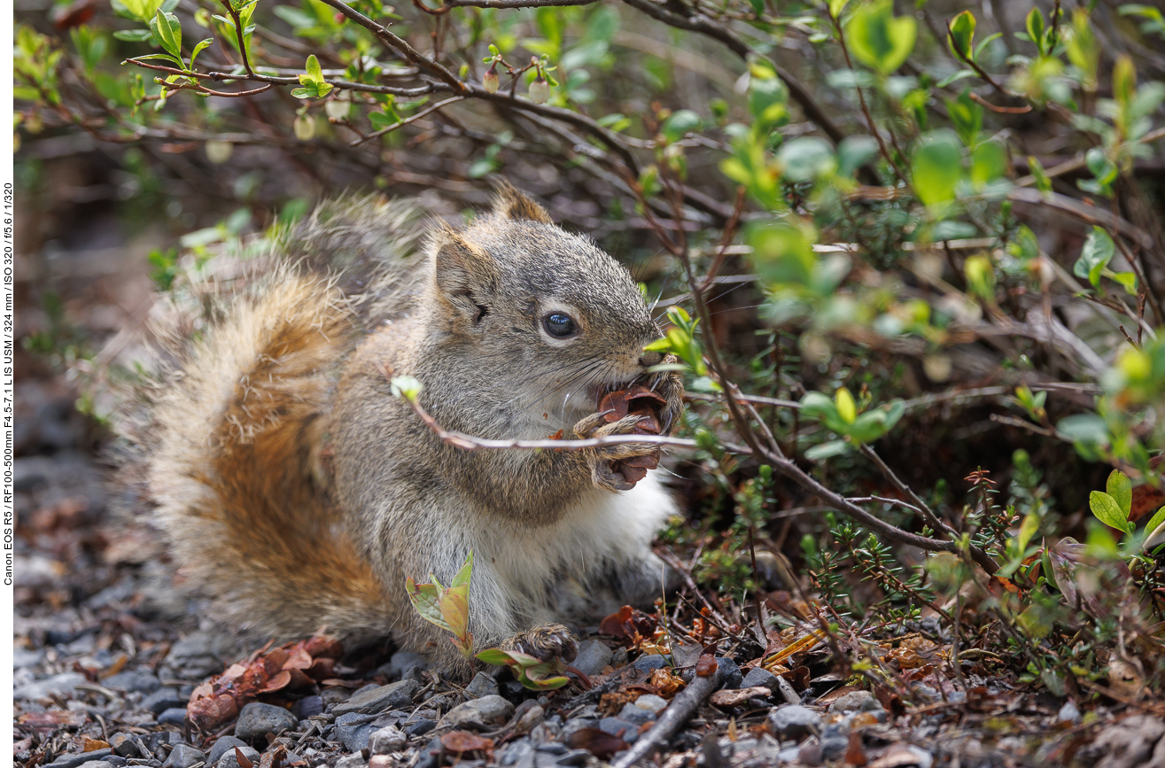 Grauhörnchen [Sciurus carolinensis]