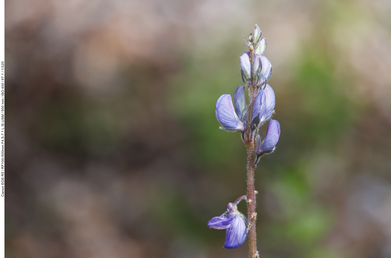 Schmalblättrige Lupine [Lupinus angustifolius]
