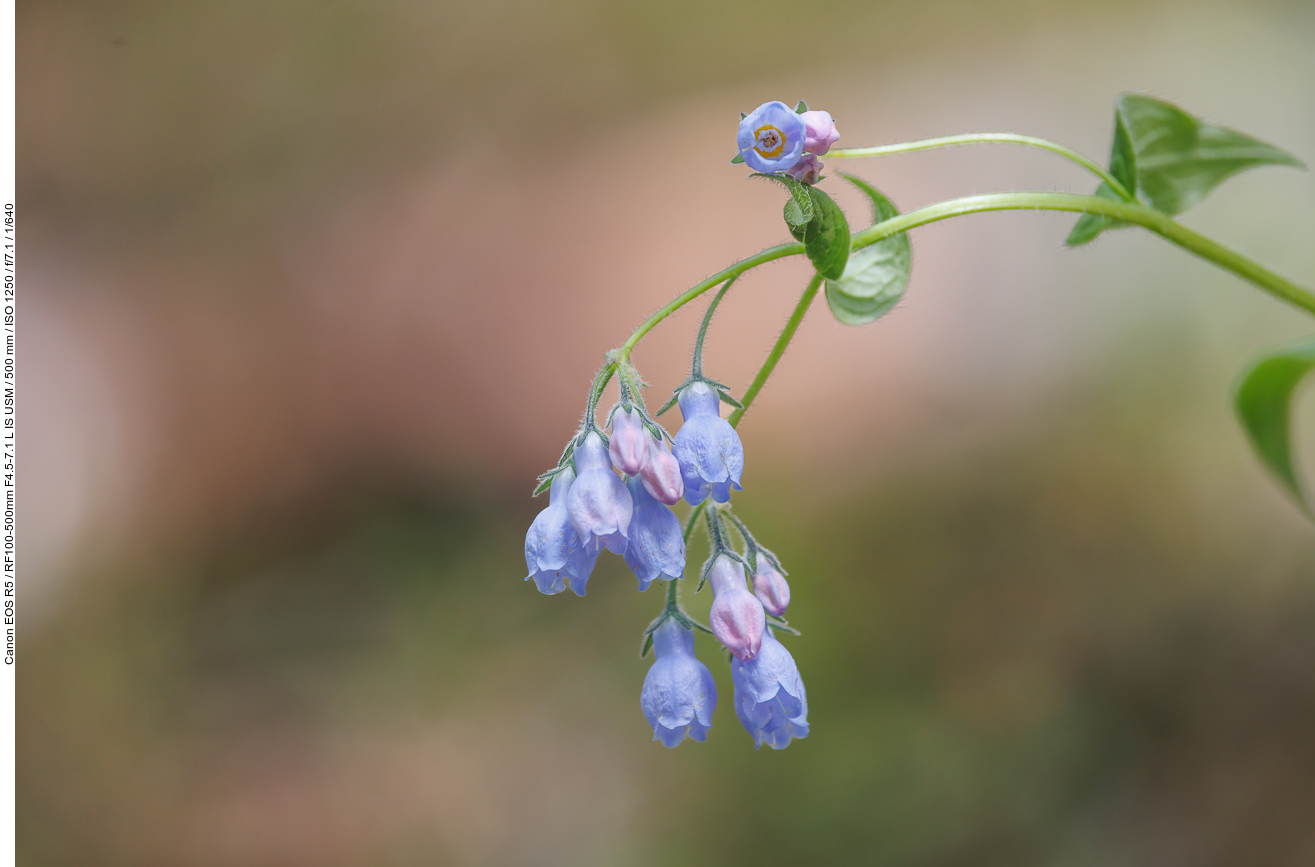 Blauglöckchen [Mertensia paniculata]