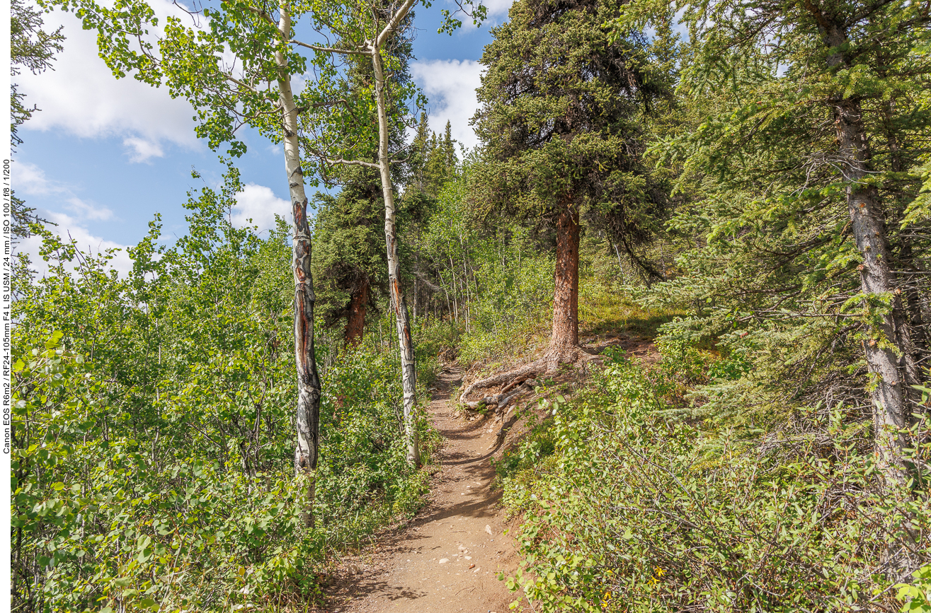 Schmaler Waldweg