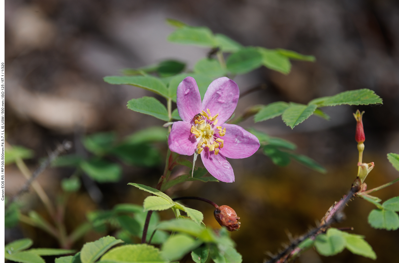 Weinrose [Rosa woodsii]