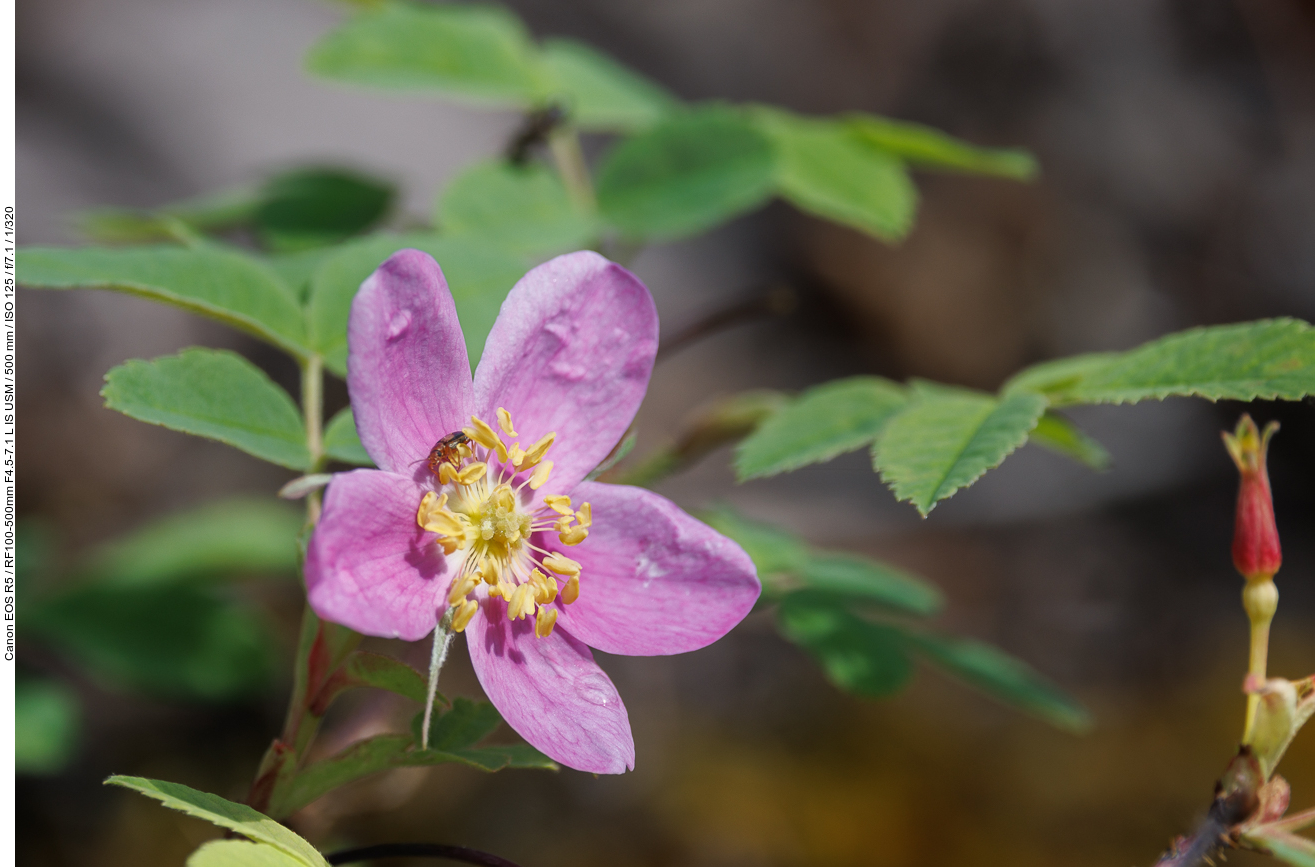 Weinrose [Rosa woodsii]