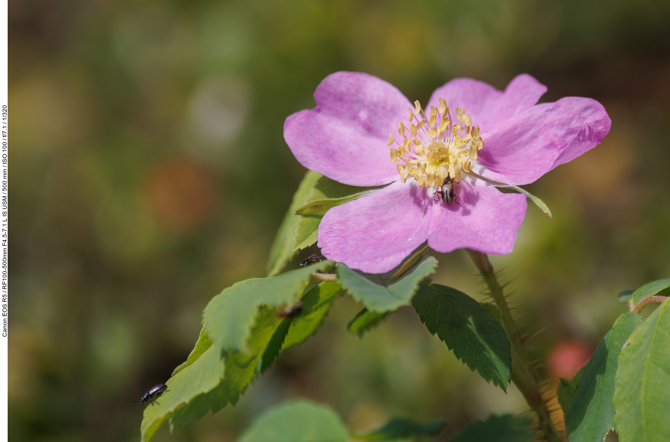 Weinrose [Rosa woodsii]