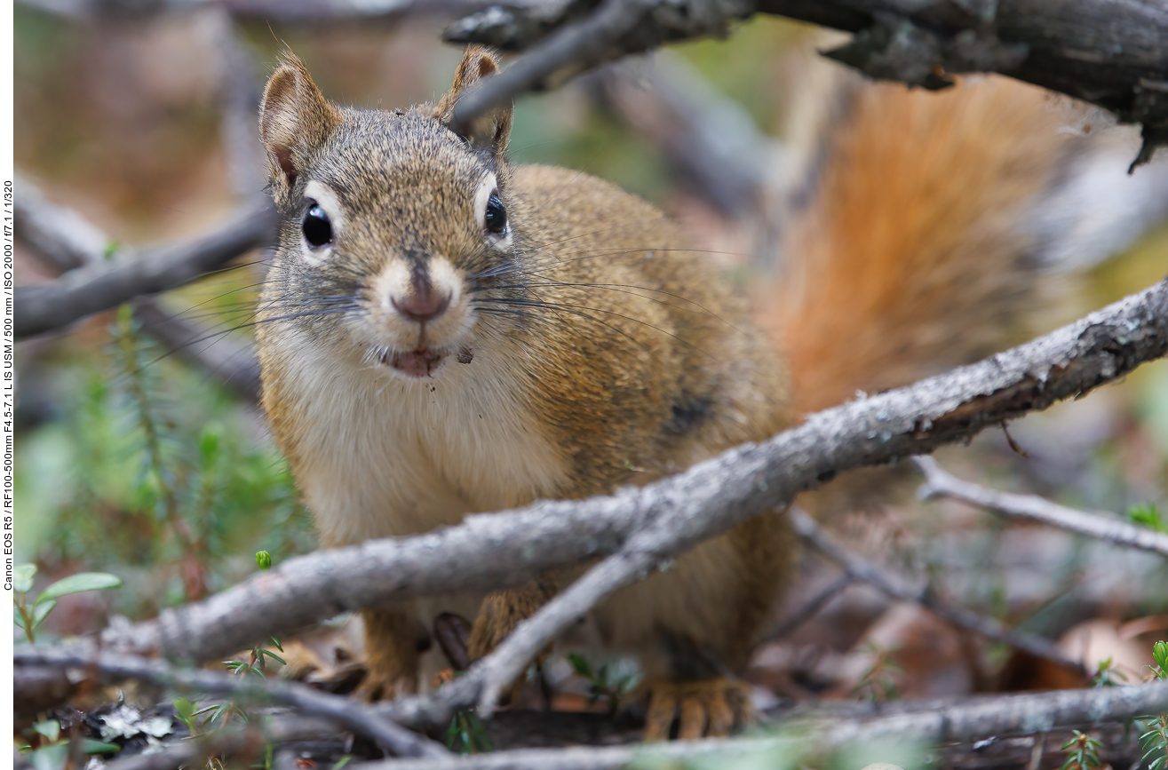 Grauhörnchen [Sciurus carolinensis]