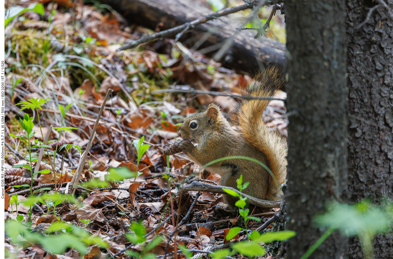 Grauhörnchen [Sciurus carolinensis]