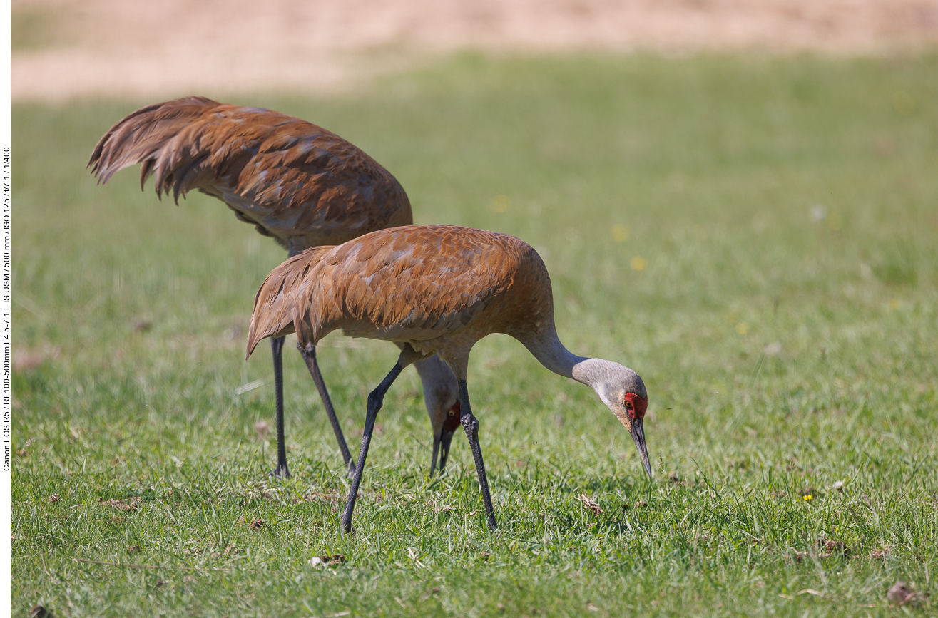 Würmer und Käfer wandern in die Mägen