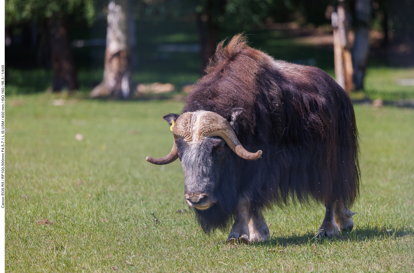 Moschusochse (Muskox) [Ovibos moschatus]