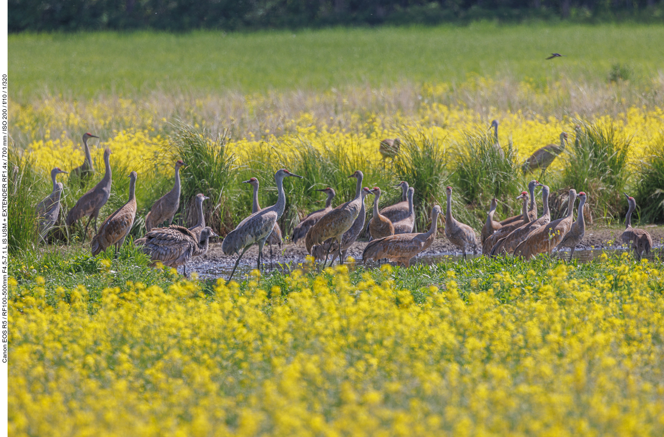 Hier können wir Kanadakraniche (Sandhill Cranes) [Antigone canadensis] beobachten