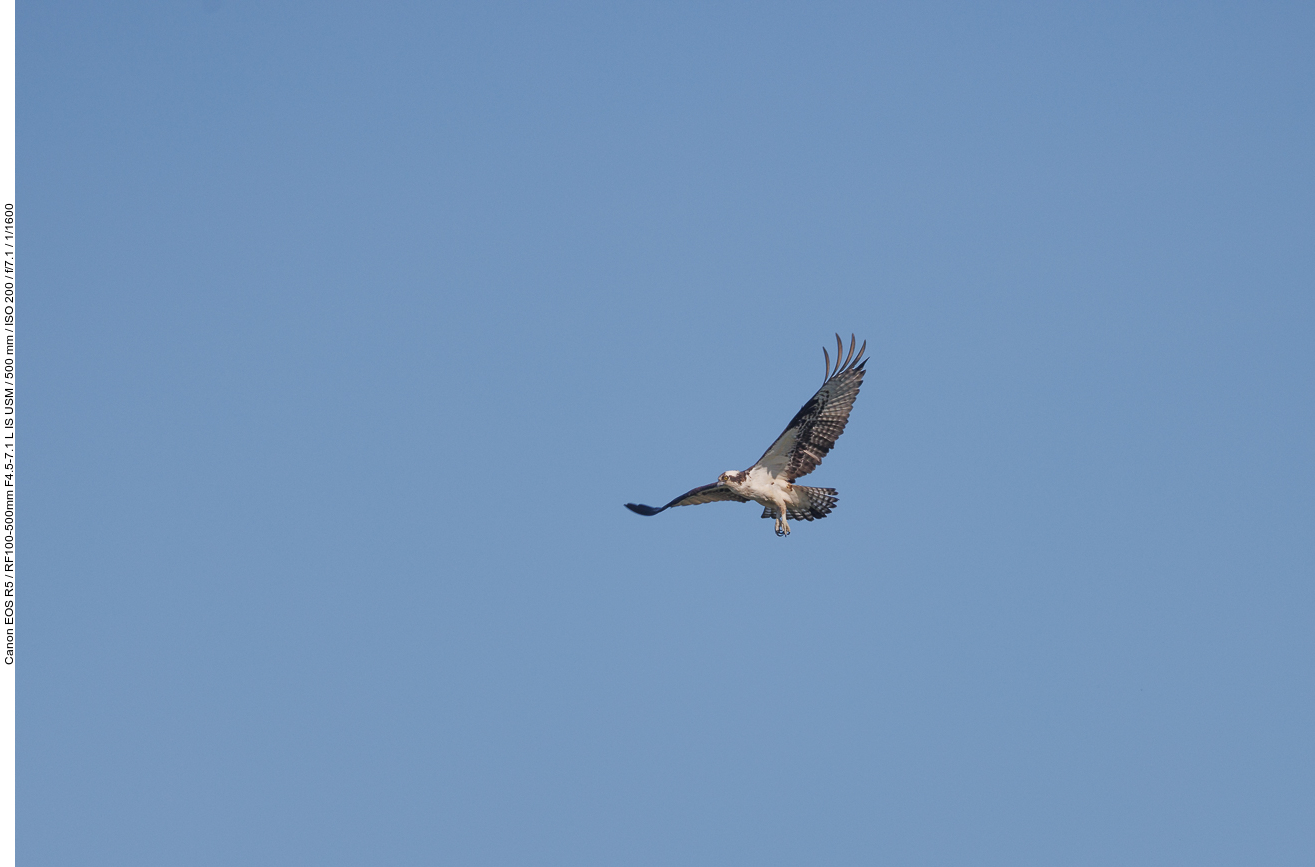 Fischadler (Osprey) [Pandion haliaetus]