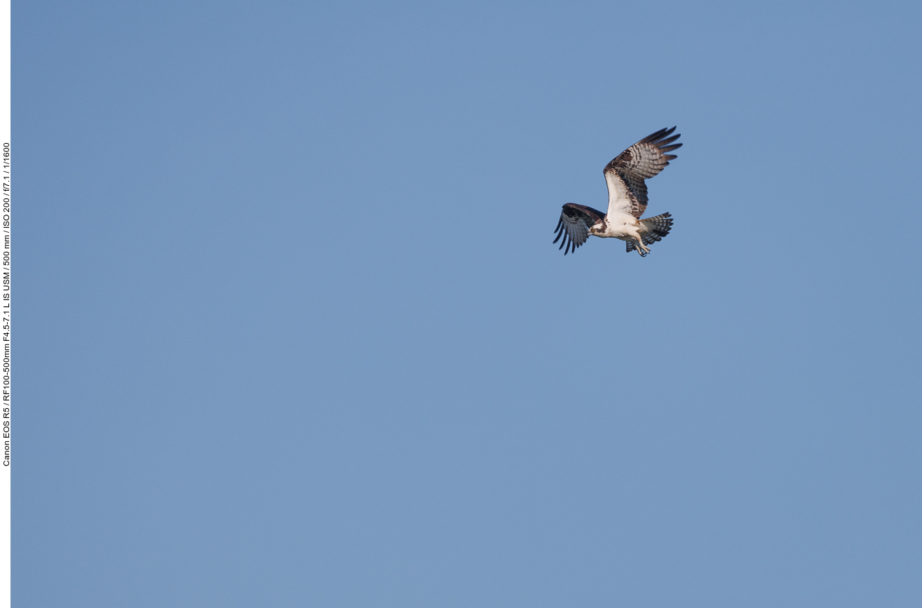Fischadler (Osprey) [Pandion haliaetus]