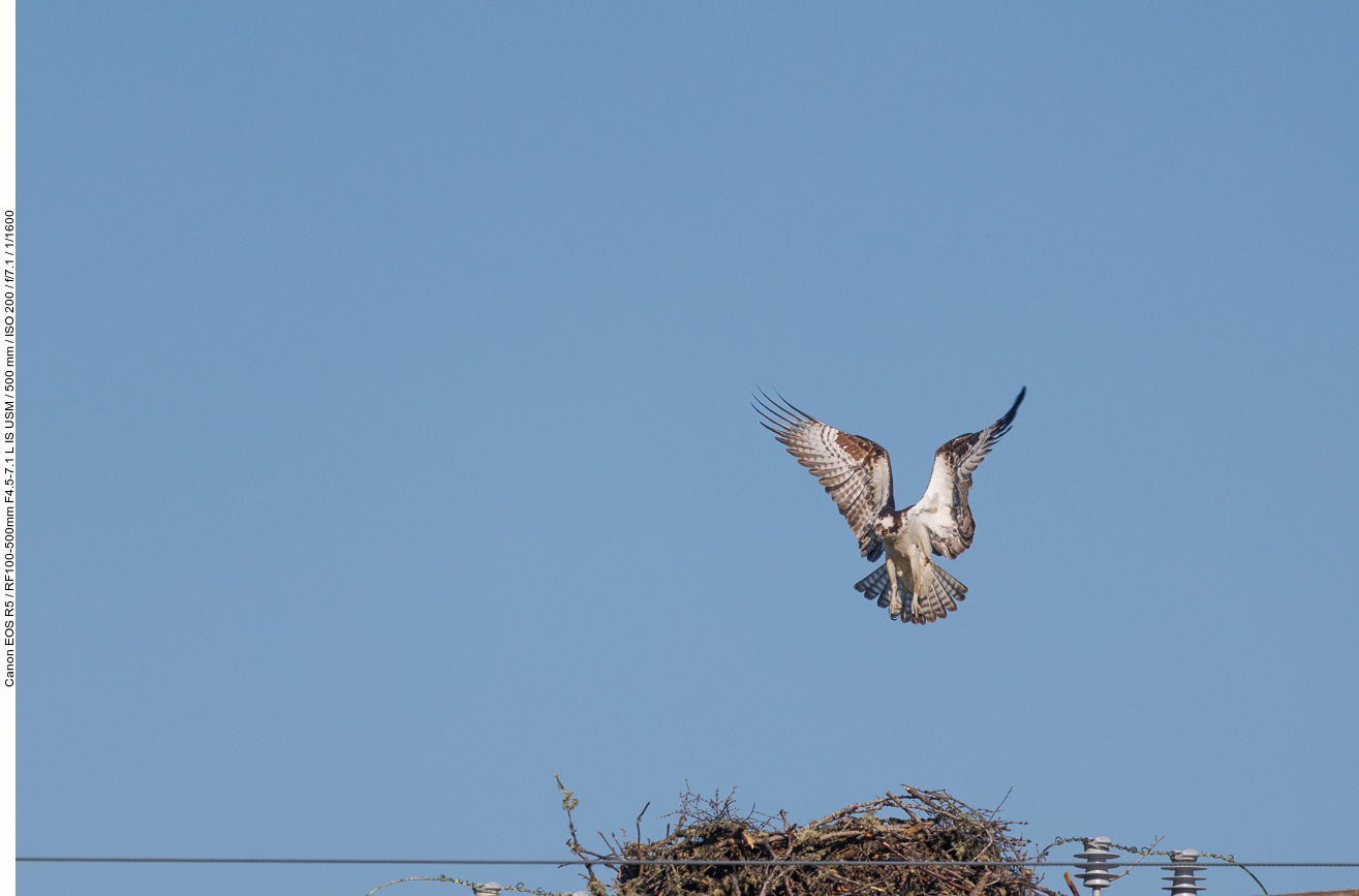 Fischadler beim Anflug auf sein Nest