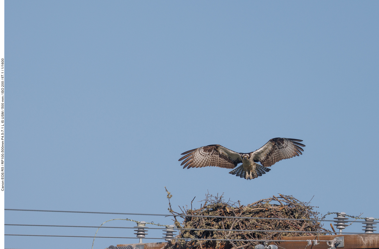 Fischadler beim Anflug auf sein Nest