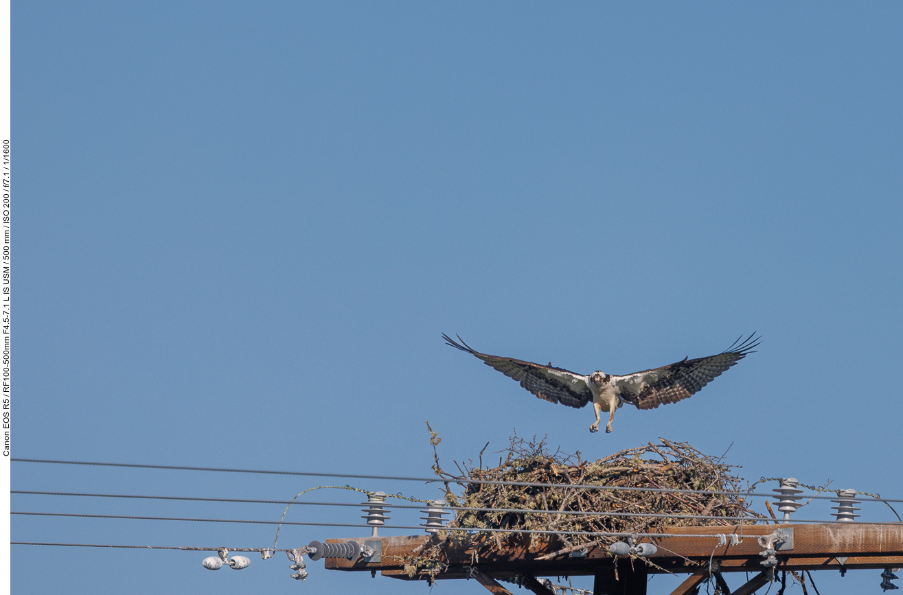 Fischadler beim Anflug auf sein Nest