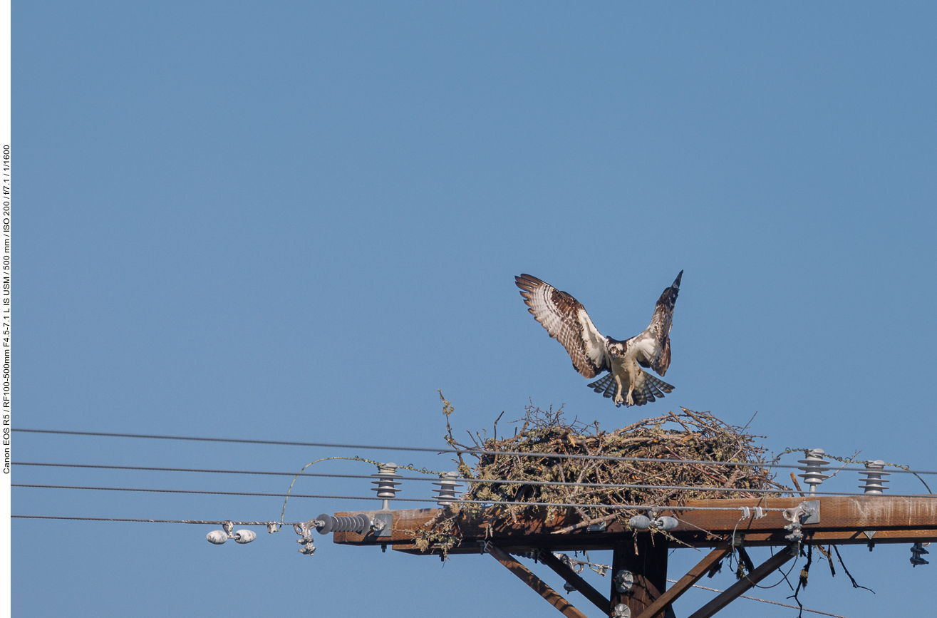 Fischadler beim Anflug auf sein Nest