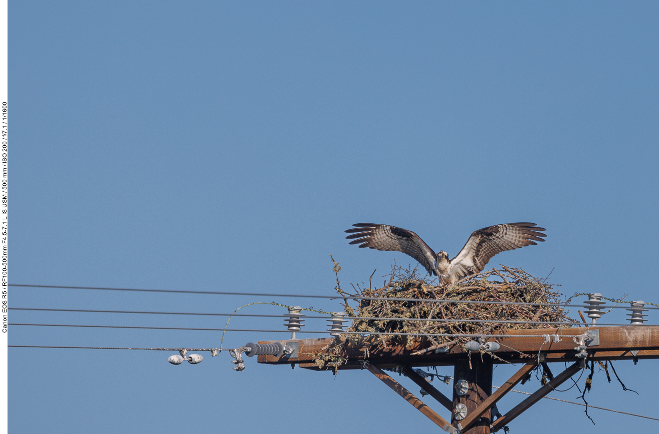 Fischadler beim Anflug auf sein Nest