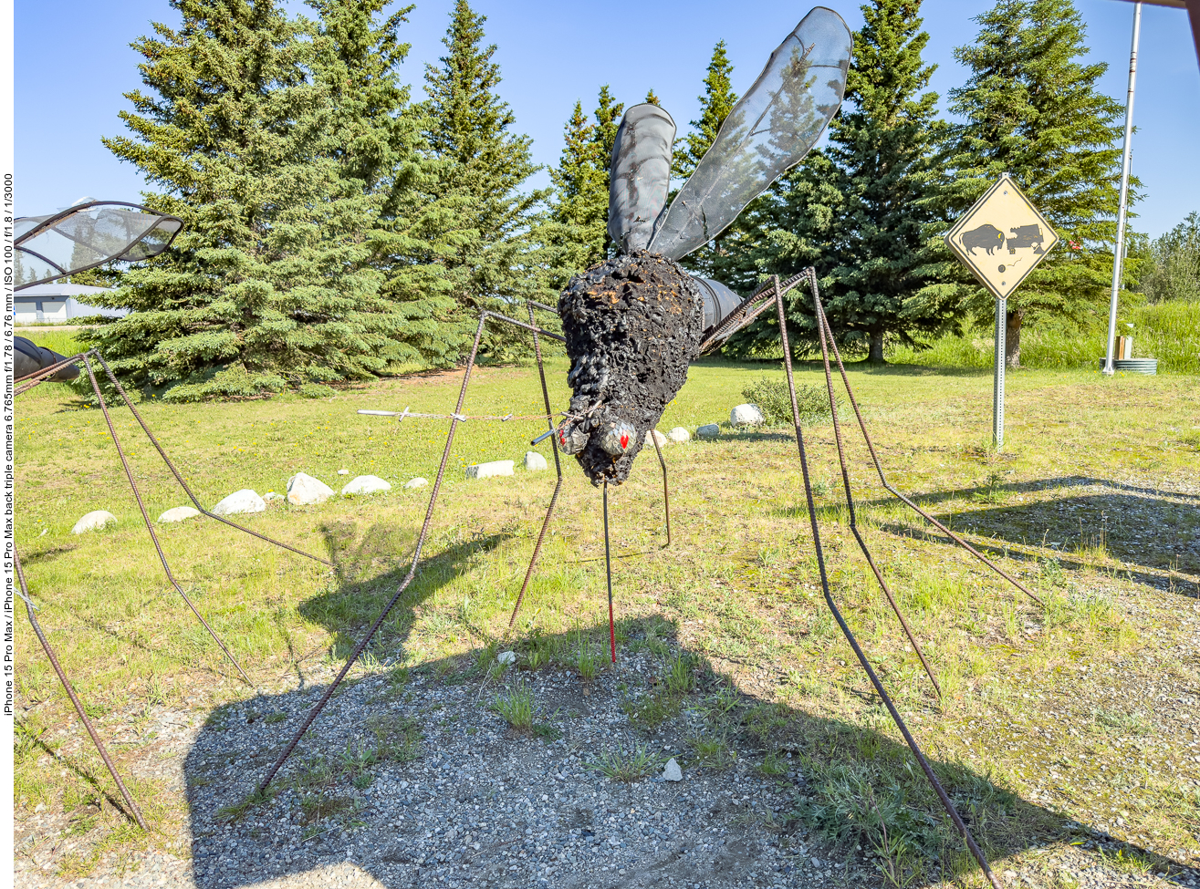 So groß sind die Moskitos in Alaska ;-)