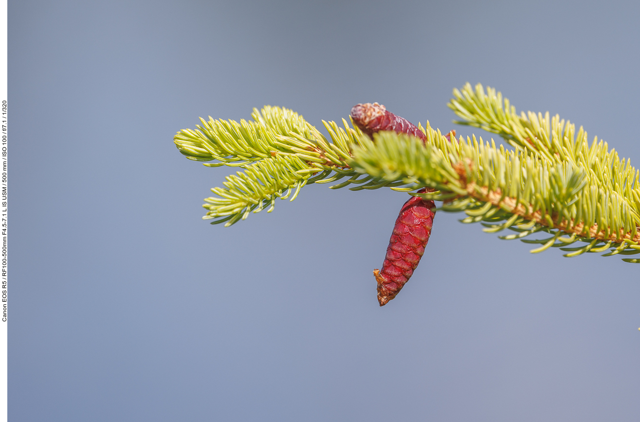 Gemeine Fichte [Picea abies]