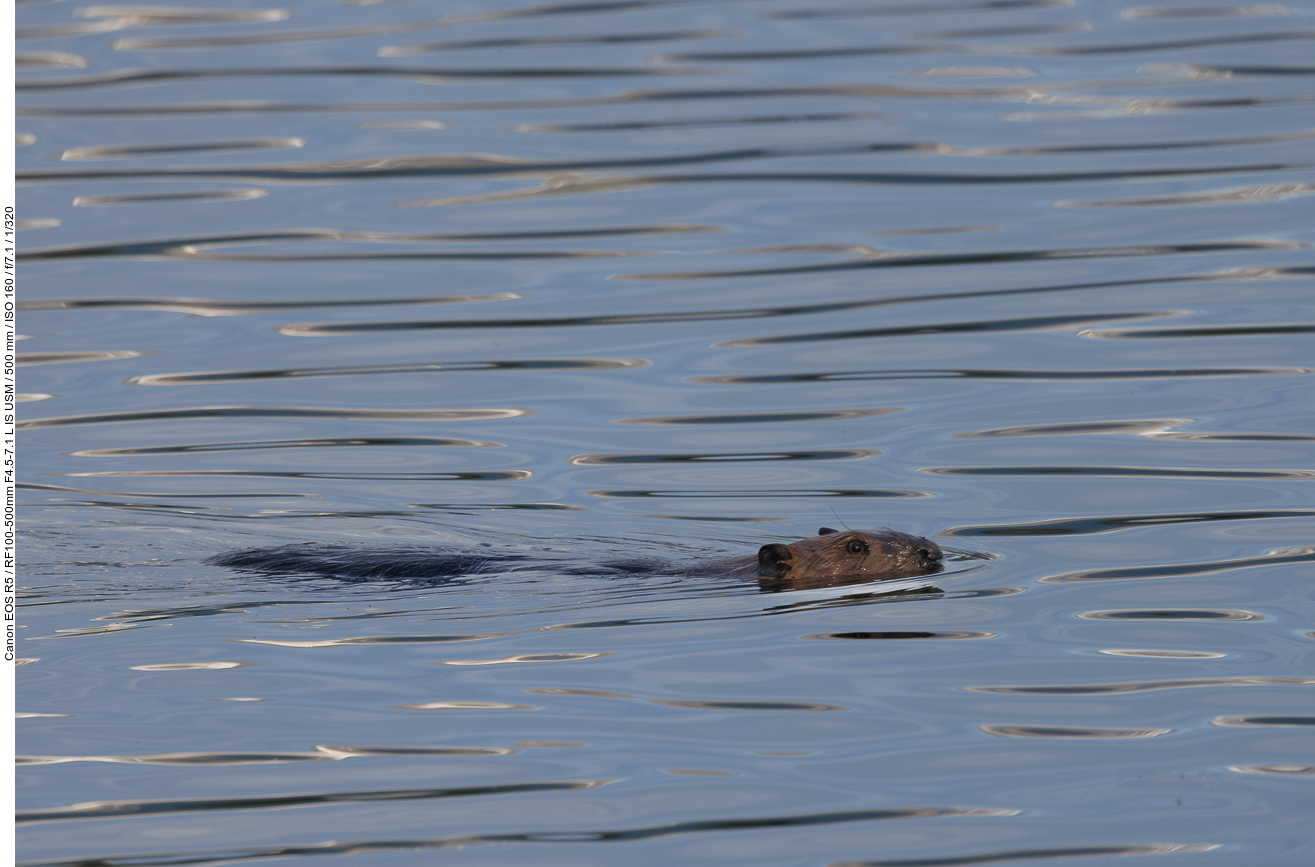 Ein Biber kreuzt vor dem Ufer hin und her