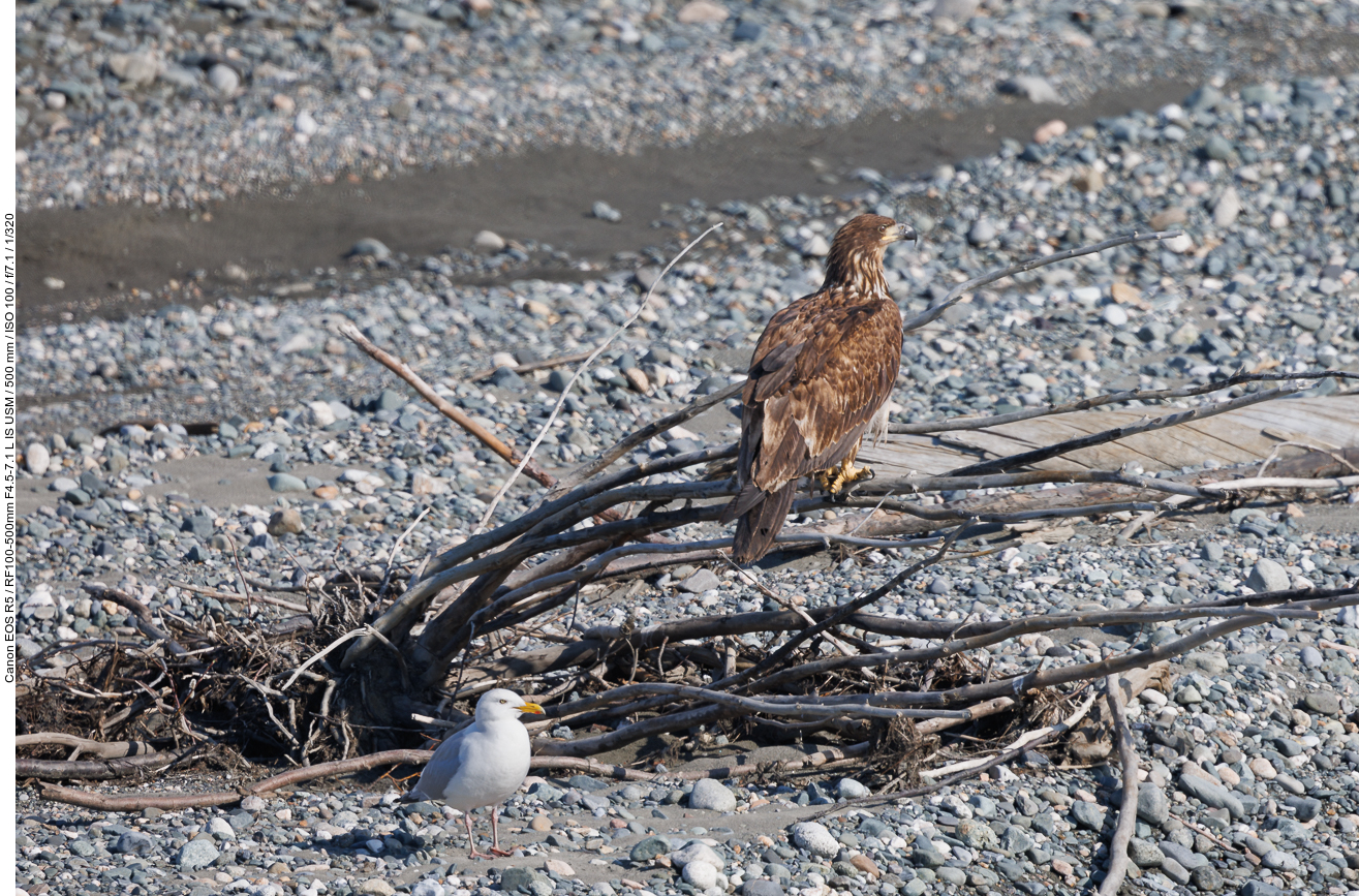 In einem Flussbett entdecken wir einige junge Weißkopf-Seeadler