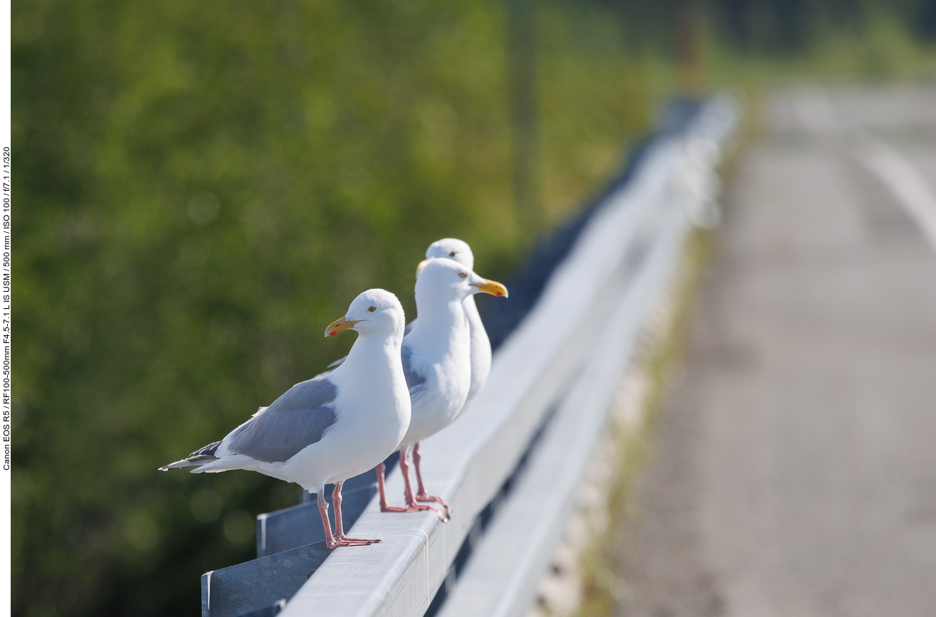 Auf der Leitplanke warten sie ab, ob die Seeadler erfolgreich gejagt haben
