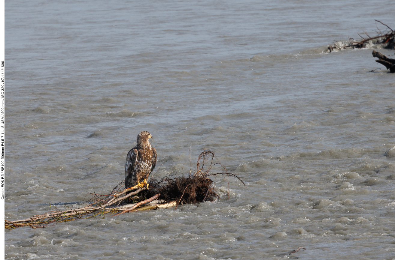 Junger Weißkopfseeadler (Bald Eagle) [Haliaeetus leucocephalus]