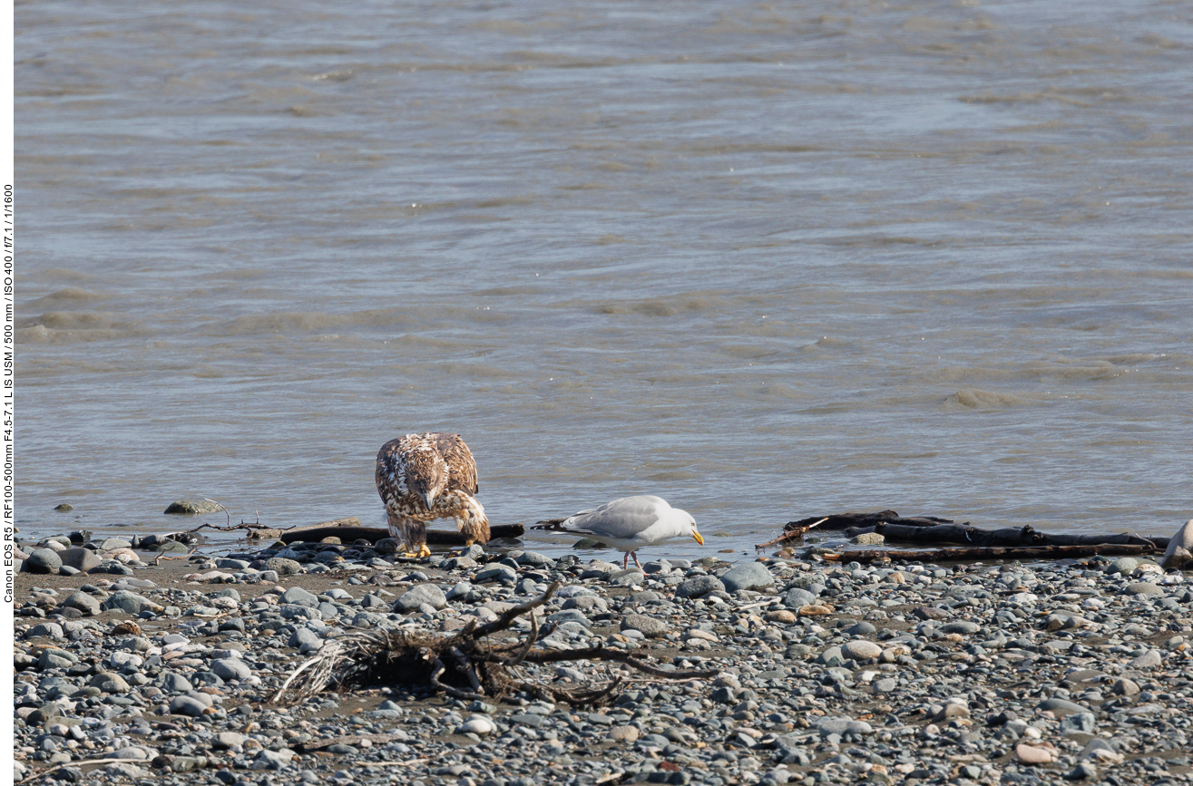 Die Möwen versuchen immer etwas von der Beute der Seeadler zu stibitzen