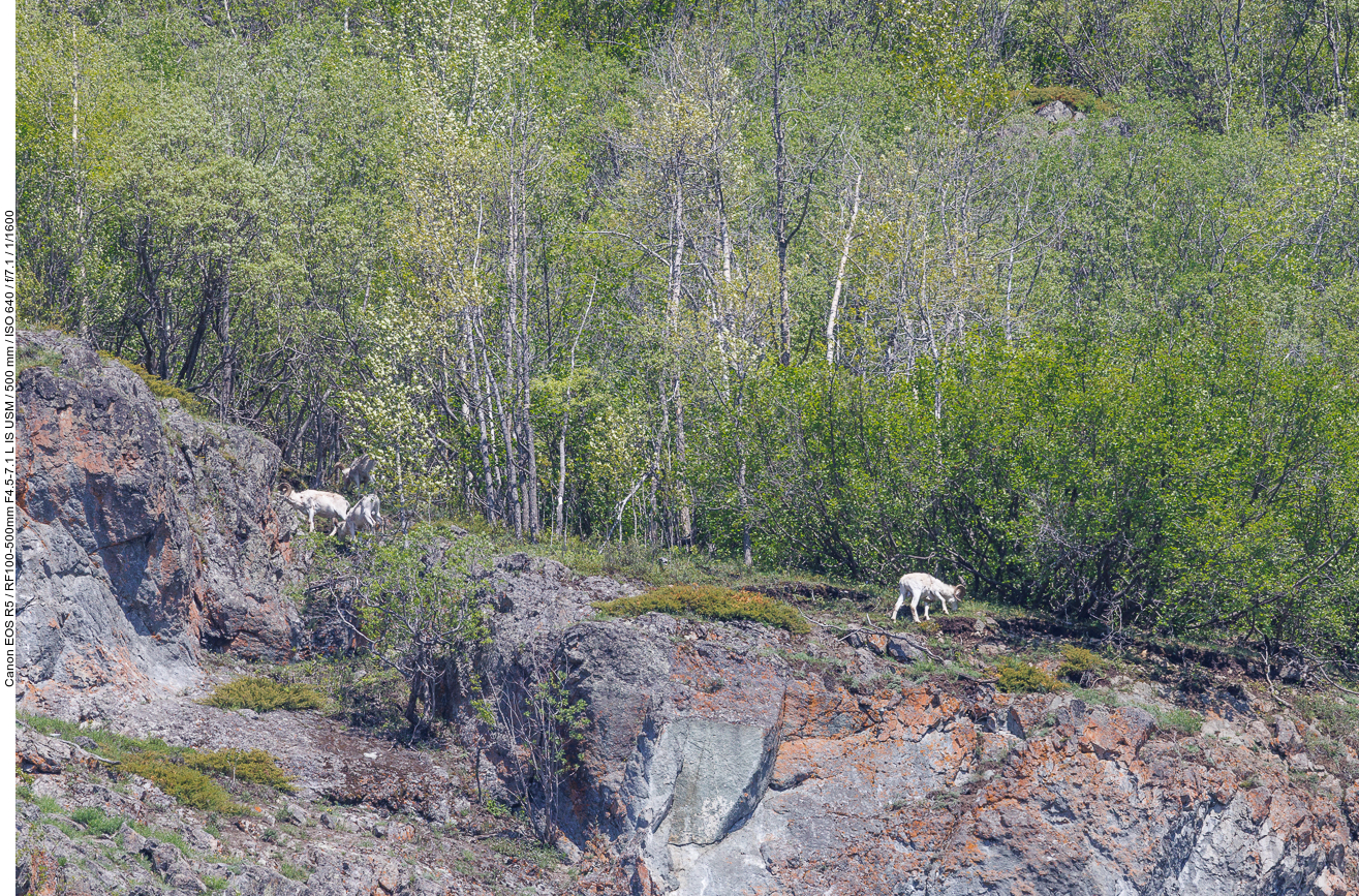 Dall-Schaf oder Alaska-Schneeschaf (Dall sheep) [Ovis dalli]