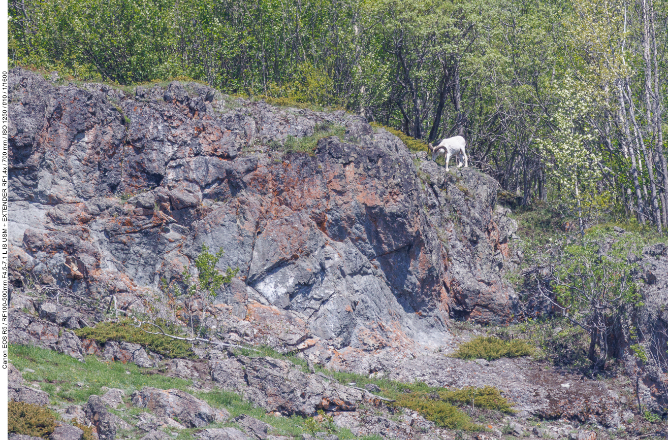 Dall-Schaf oder Alaska-Schneeschaf (Dall sheep) [Ovis dalli]