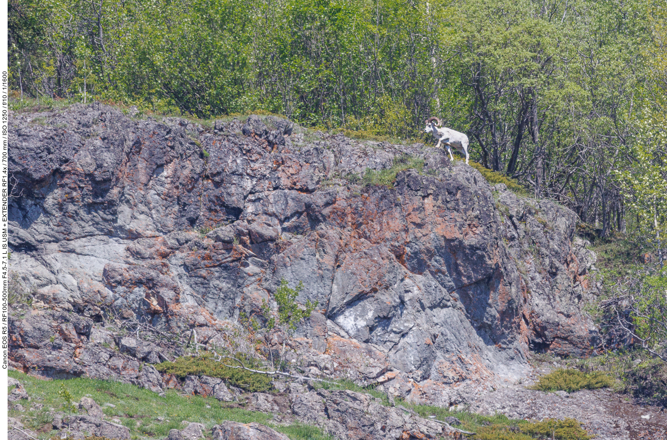 Dall-Schaf oder Alaska-Schneeschaf (Dall sheep) [Ovis dalli]