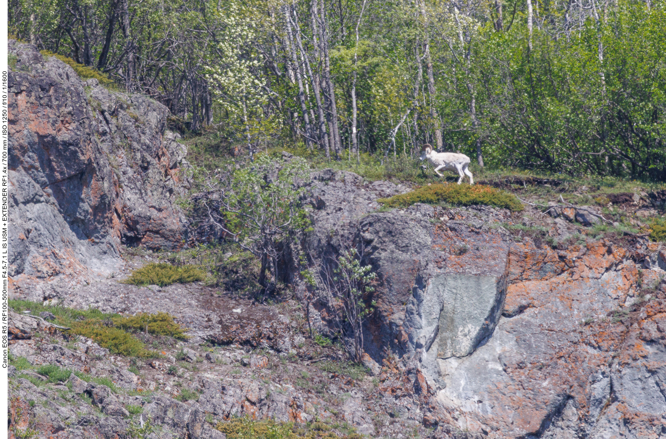 Dall-Schaf oder Alaska-Schneeschaf (Dall sheep) [Ovis dalli]