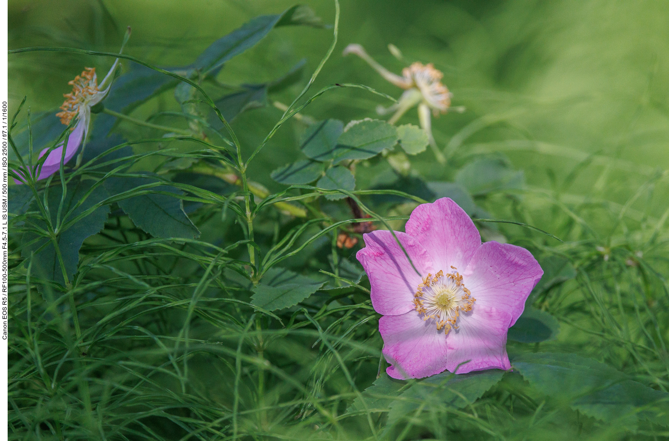 Woods' Rose [Rosa woodsii]