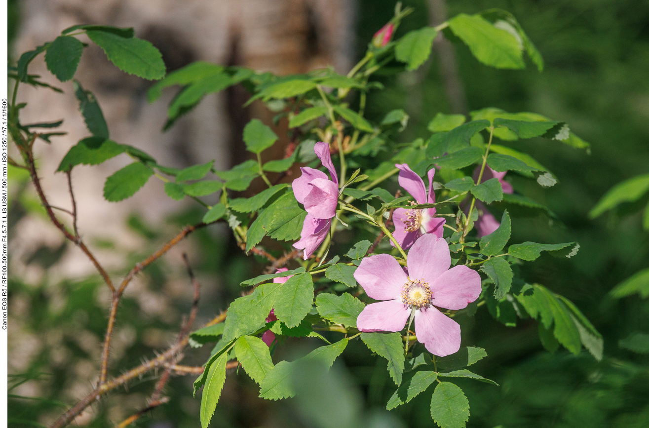 Woods' Rose [Rosa woodsii]