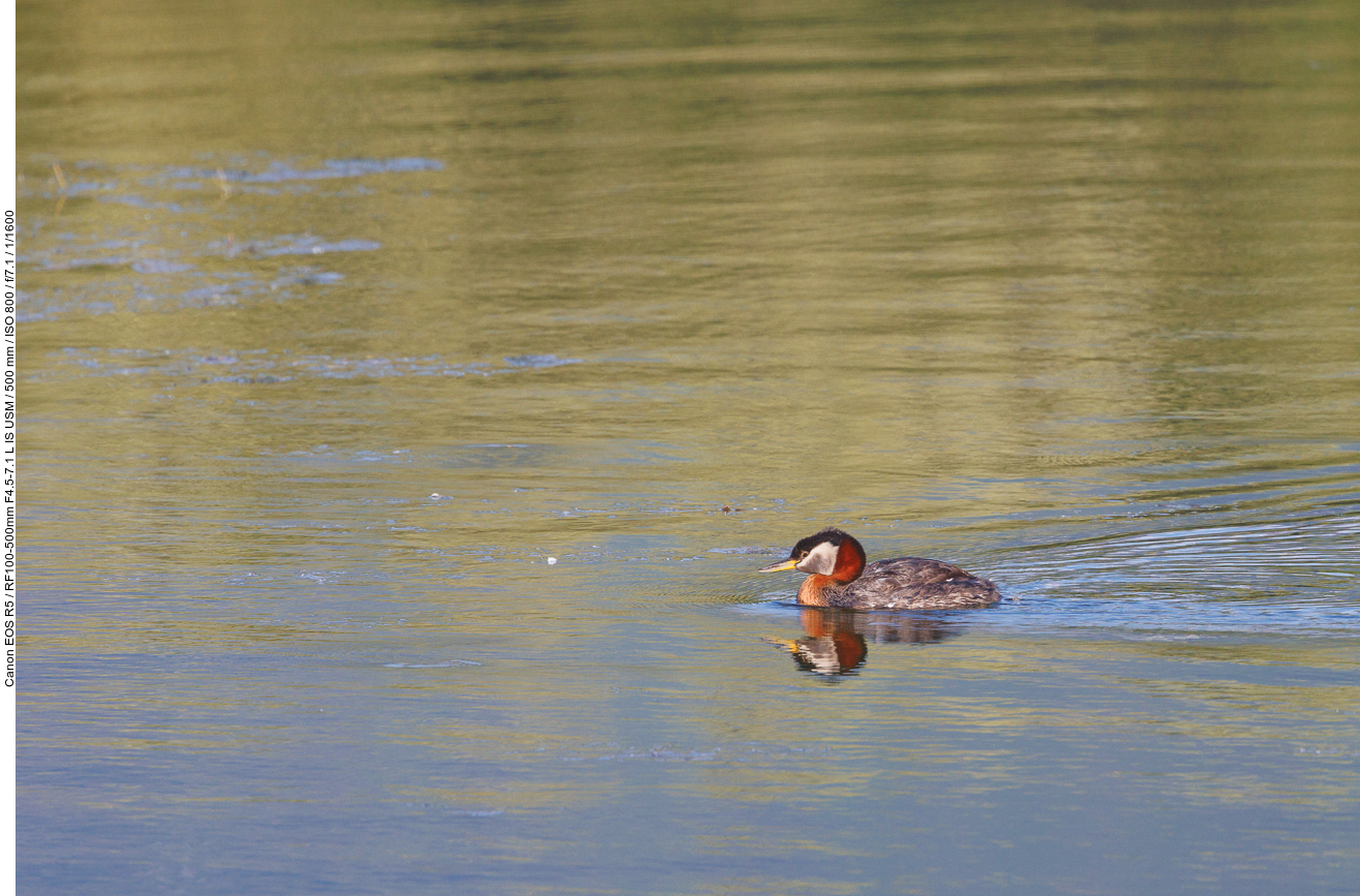 Gänsesäger (Common merganser) [Mergus merganser]