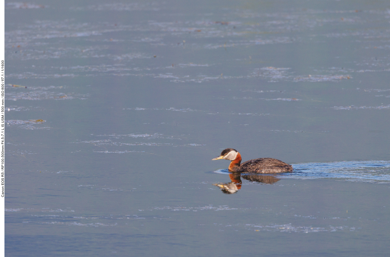 Gänsesäger (Common merganser) [Mergus merganser]