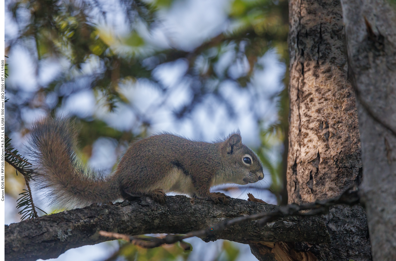 Grauhörnchen (Eastern Gray Squirrel) [Sciurus carolinensis]