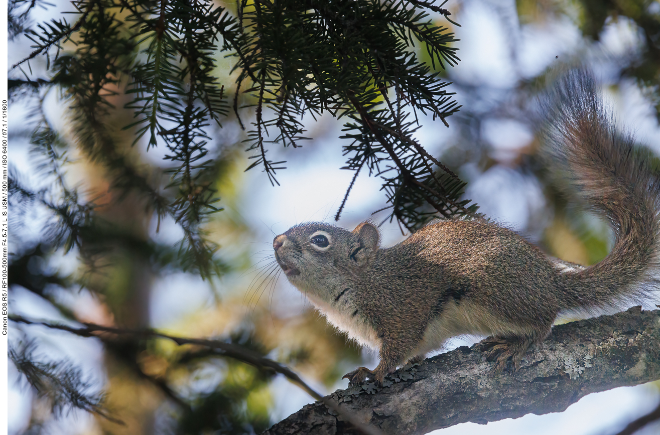 Grauhörnchen (Eastern Gray Squirrel) [Sciurus carolinensis]