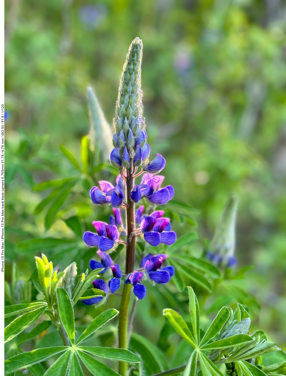 Alaska-Lupine [Lupinus nootkatensis]