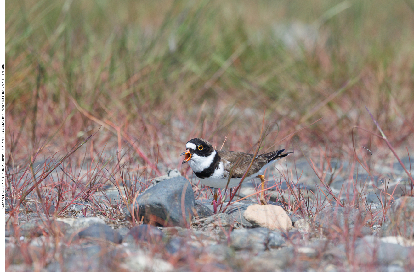 Dafür entdecken wir einen Amerika-Sandregenpfeifer [Charadrius semipalmatus]