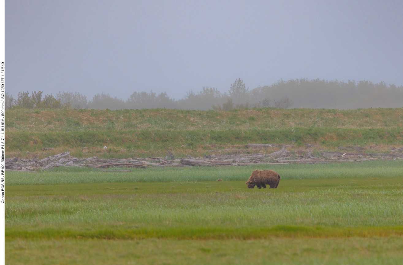 Nach einem kurzen Fußmarsch sehen wir den ersten Grizzly