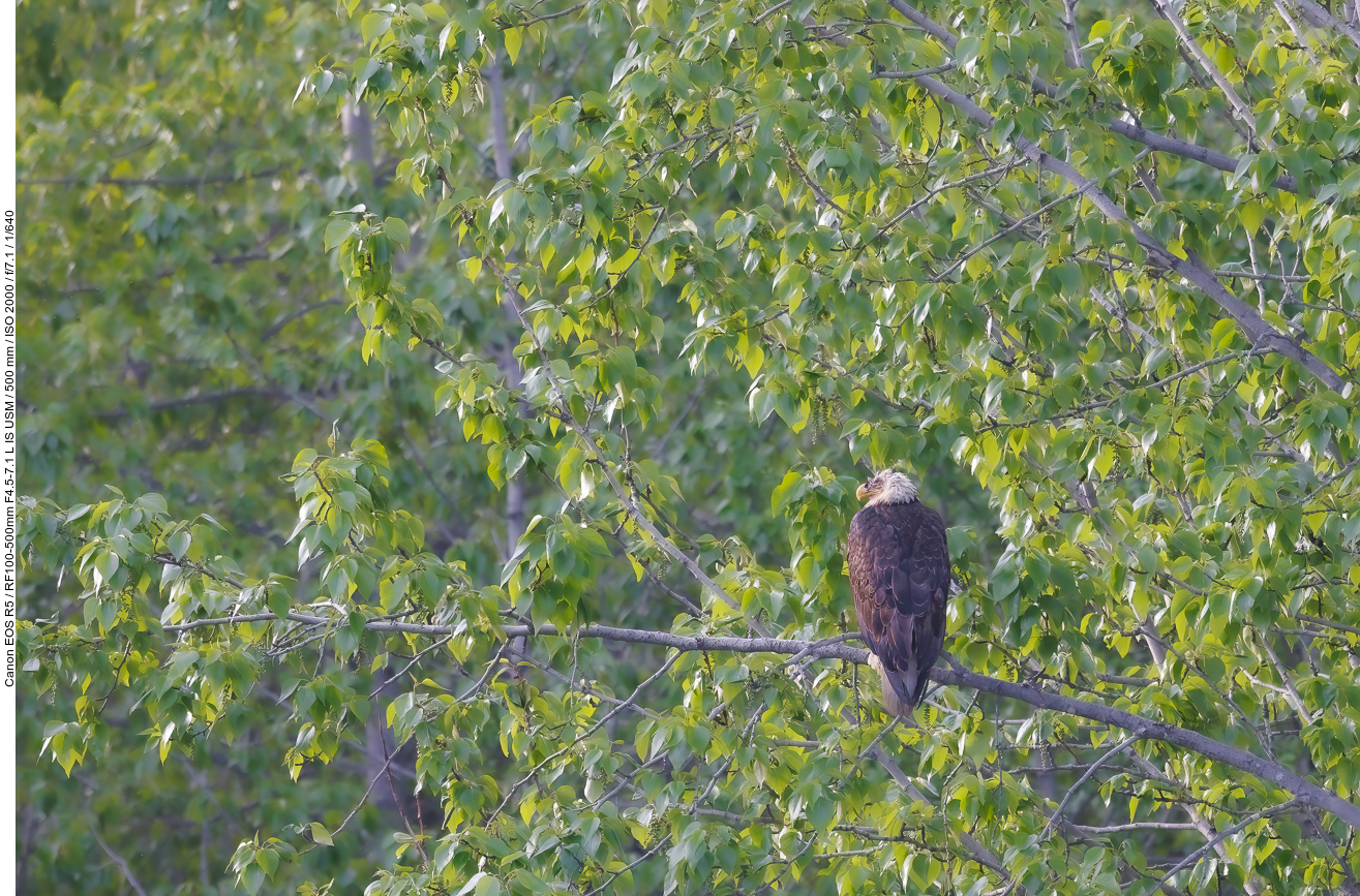 Weißkopfseeadler (Bald Eagle) [Haliaeetus leucocephalus]