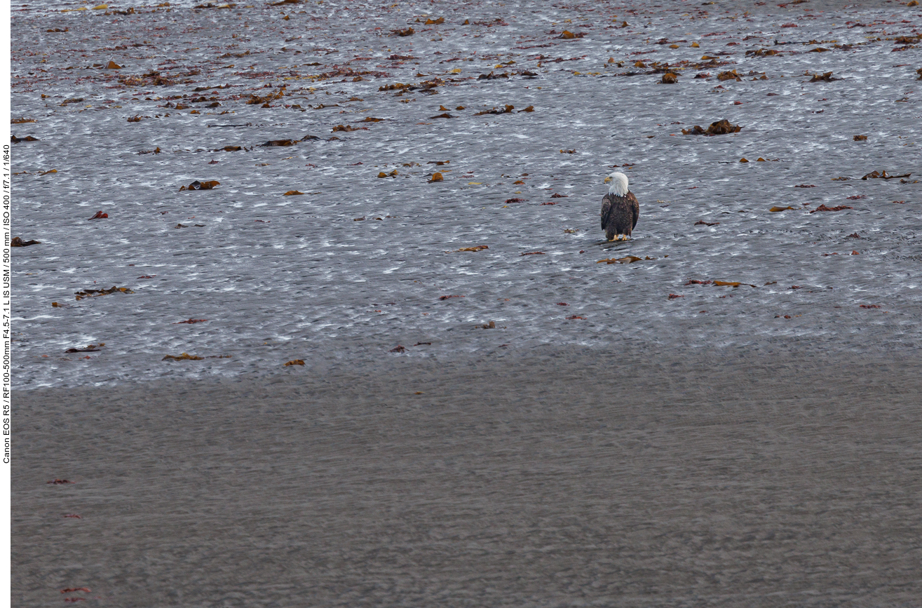 Am Ufer hocken einige Weißkopfseeadler herum