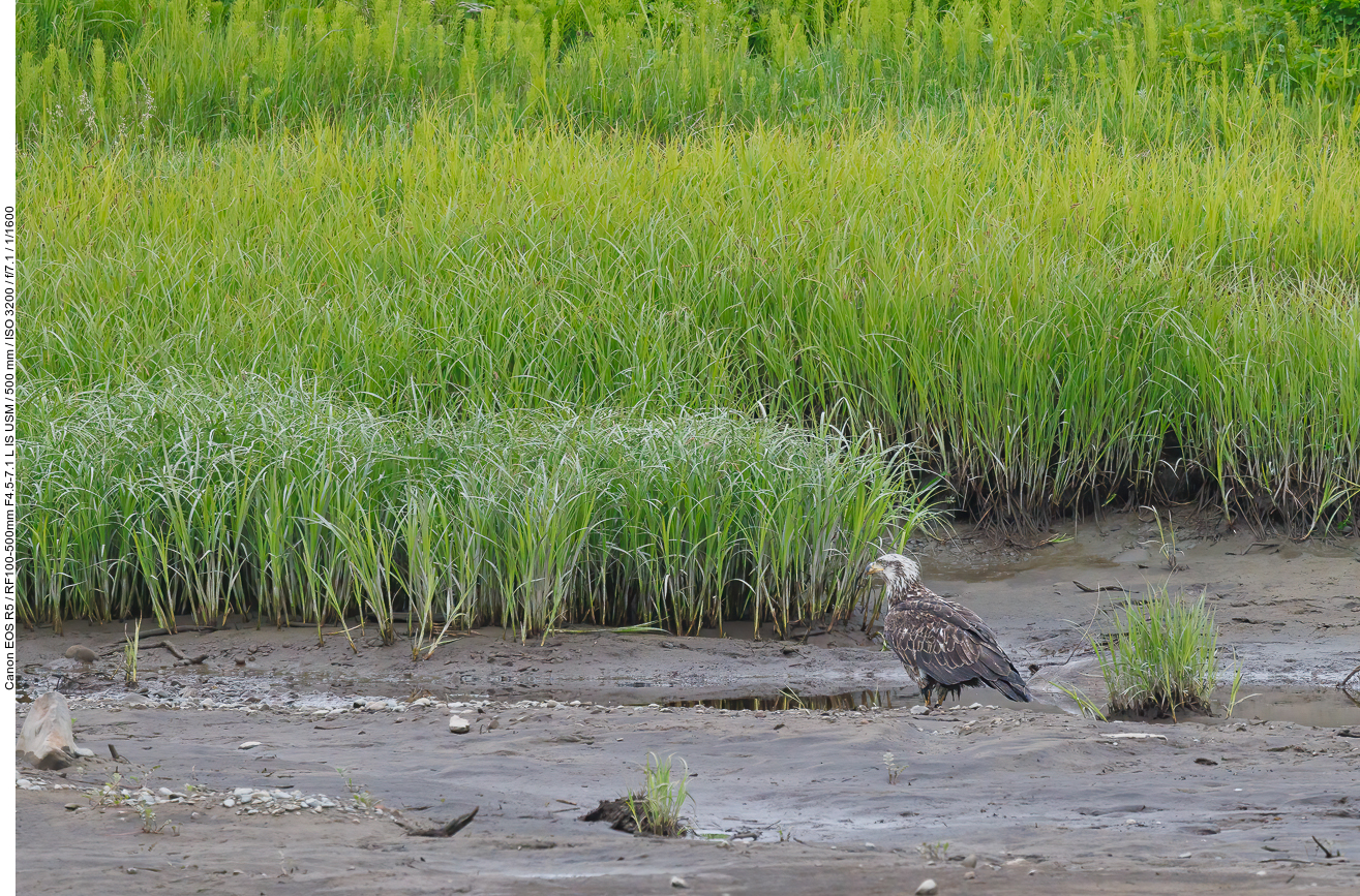 Auch hier haben sich einige Adler niedergelassen